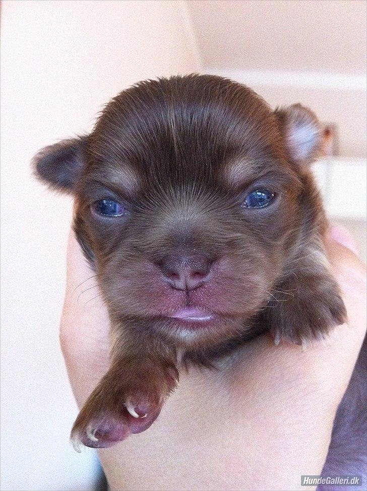 Chihuahua Mocca billede 3
