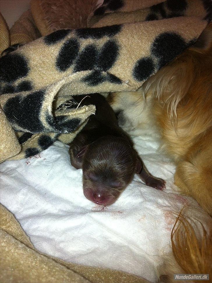 Chihuahua Mocca billede 5