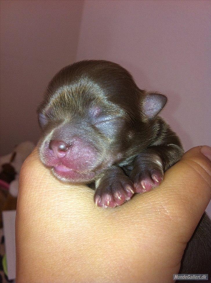 Chihuahua Mocca billede 6