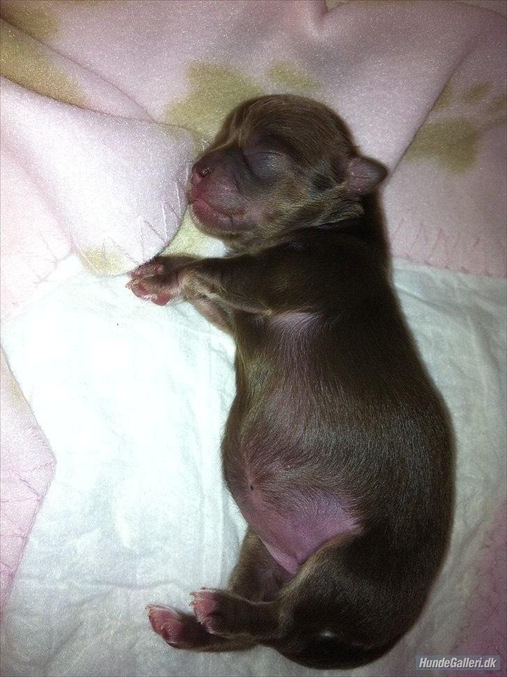 Chihuahua Mocca billede 7