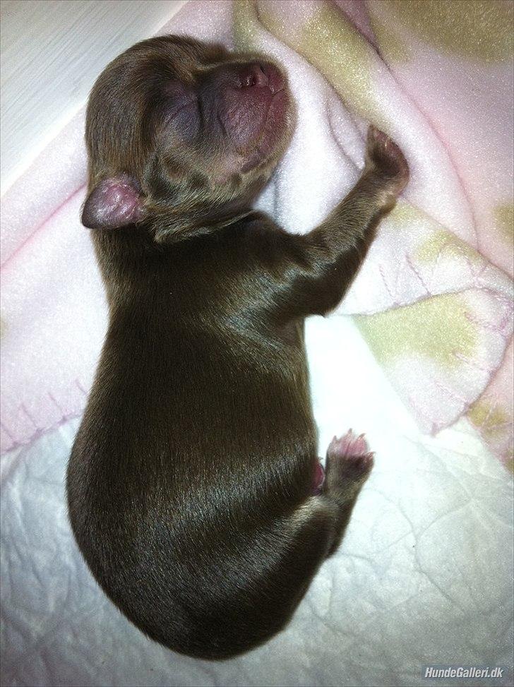 Chihuahua Mocca billede 8