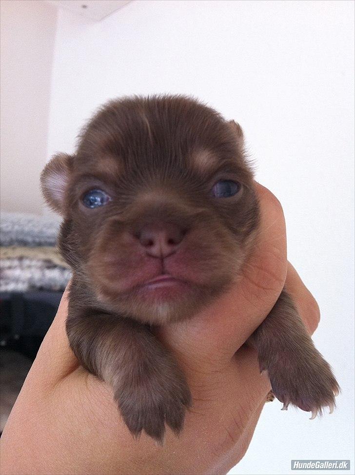 Chihuahua Mocca billede 9