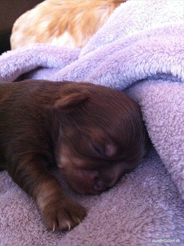 Chihuahua Mocca billede 10