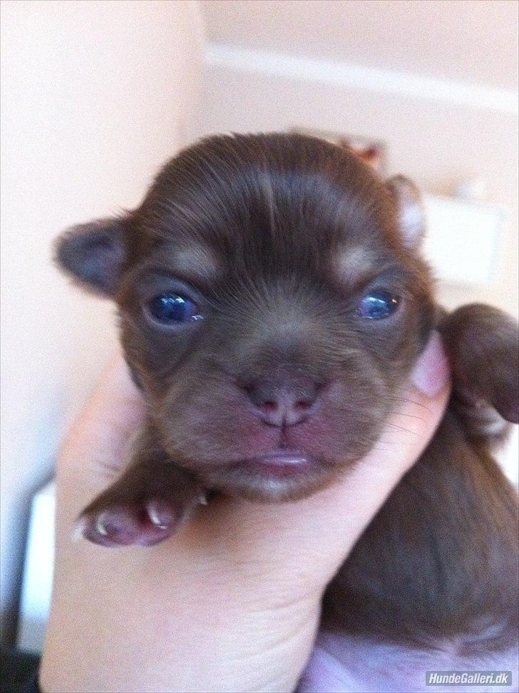 Chihuahua Mocca billede 11