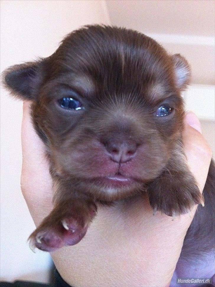 Chihuahua Mocca billede 12