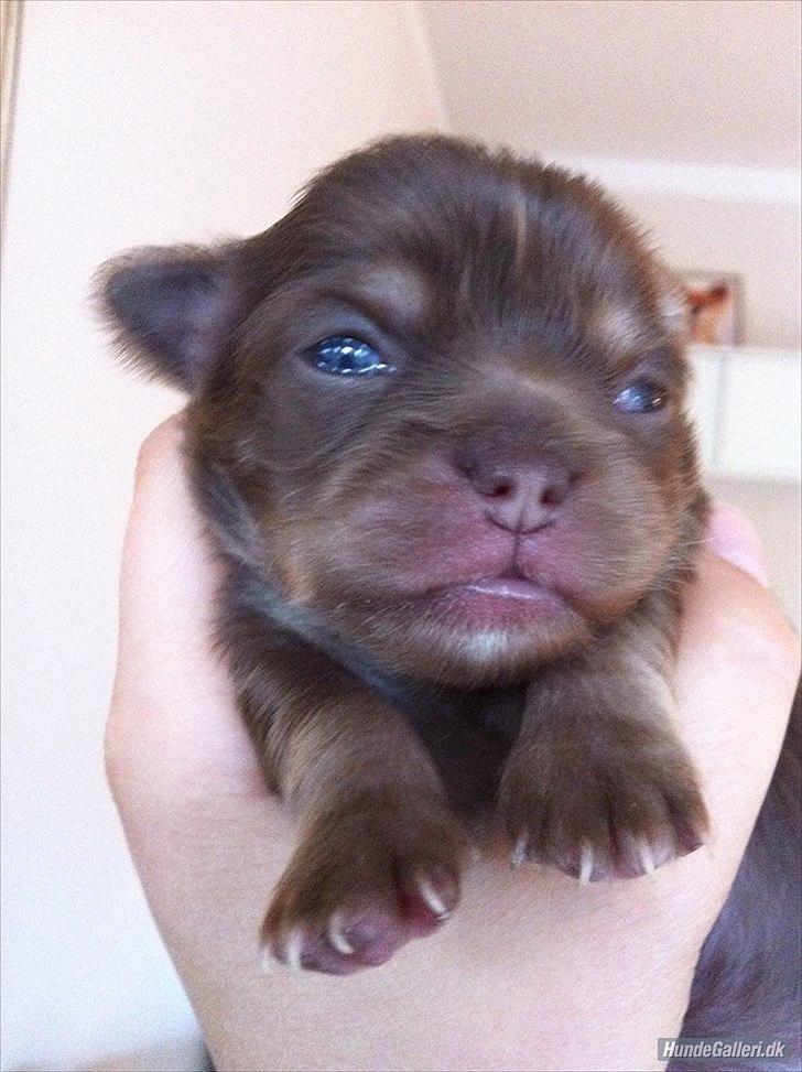 Chihuahua Mocca billede 13