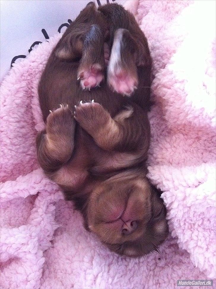 Chihuahua Mocca billede 14