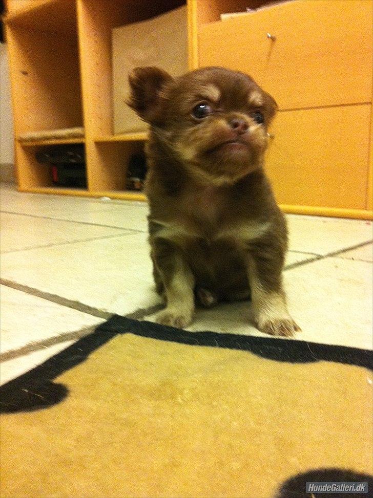 Chihuahua Mocca billede 15