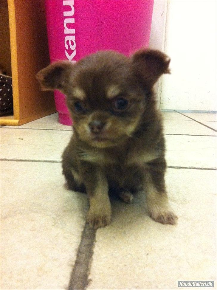 Chihuahua Mocca billede 16