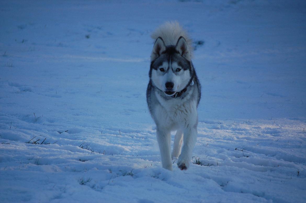 Siberian husky Oki (Okami = ulv på japansk) billede 1