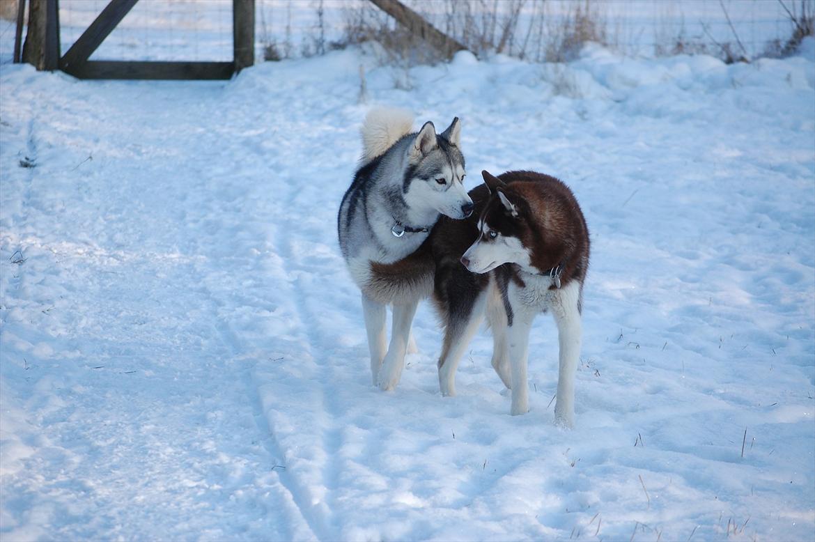 Siberian husky Oki (Okami = ulv på japansk) billede 2