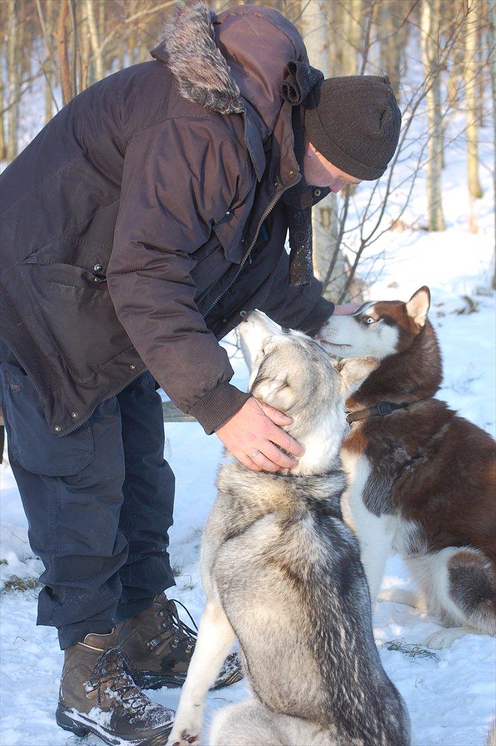 Siberian husky Oki (Okami = ulv på japansk) billede 3