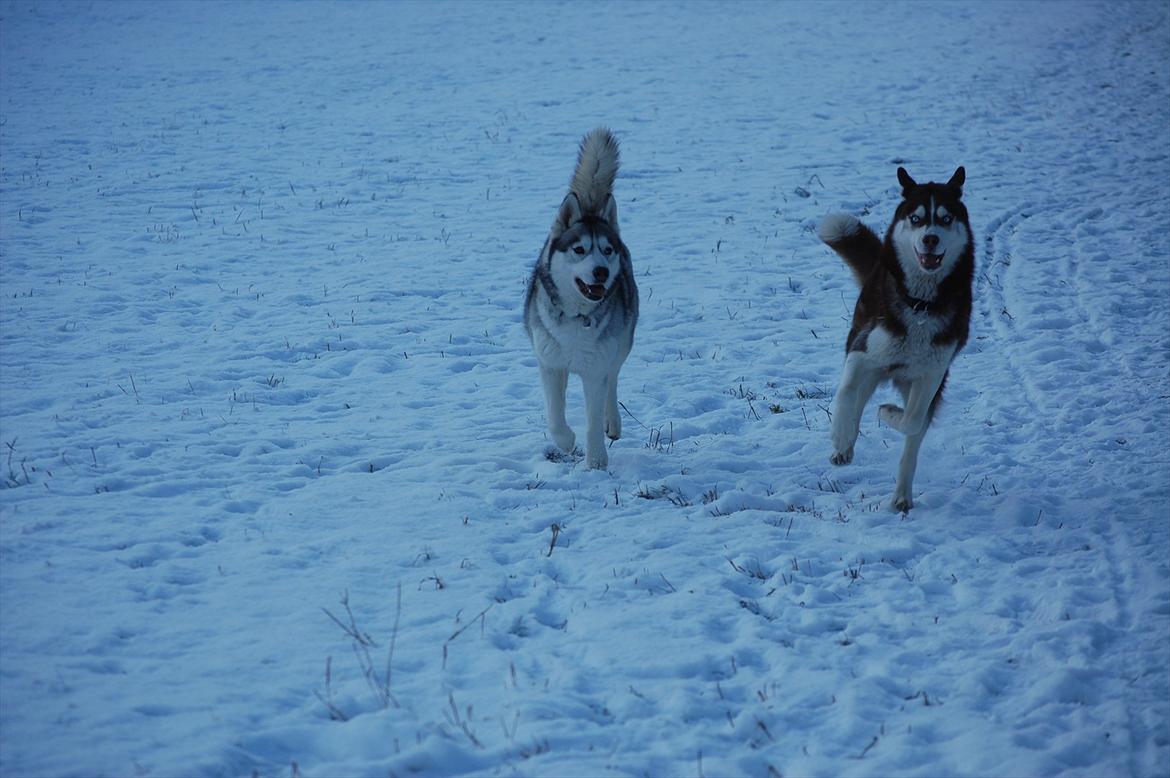 Siberian husky Oki (Okami = ulv på japansk) billede 4