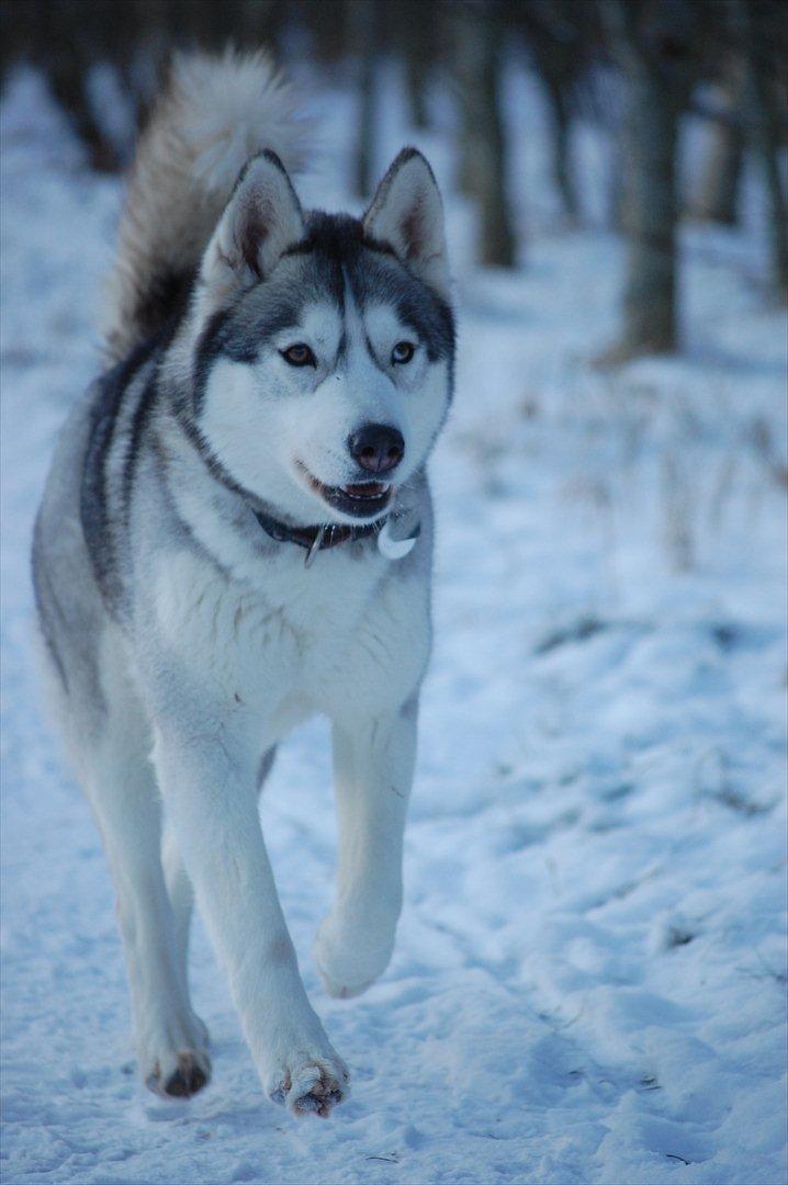 Siberian husky Oki (Okami = ulv på japansk) billede 5