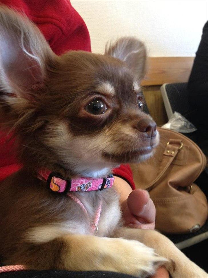 Chihuahua Mocca - Så fint hun sidder og holder øje med ALLE de fine hunde på udstilling billede 1