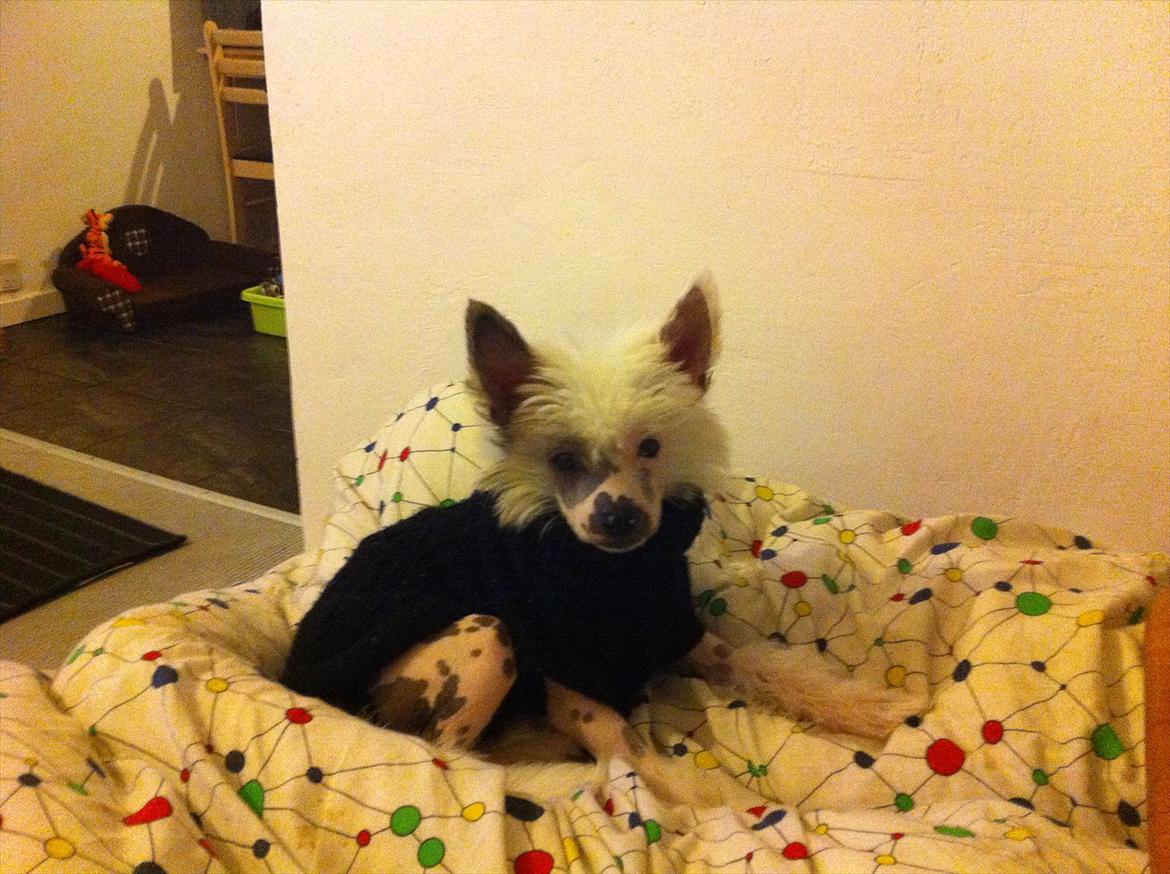 Chinese crested hårløs Stuart billede 7