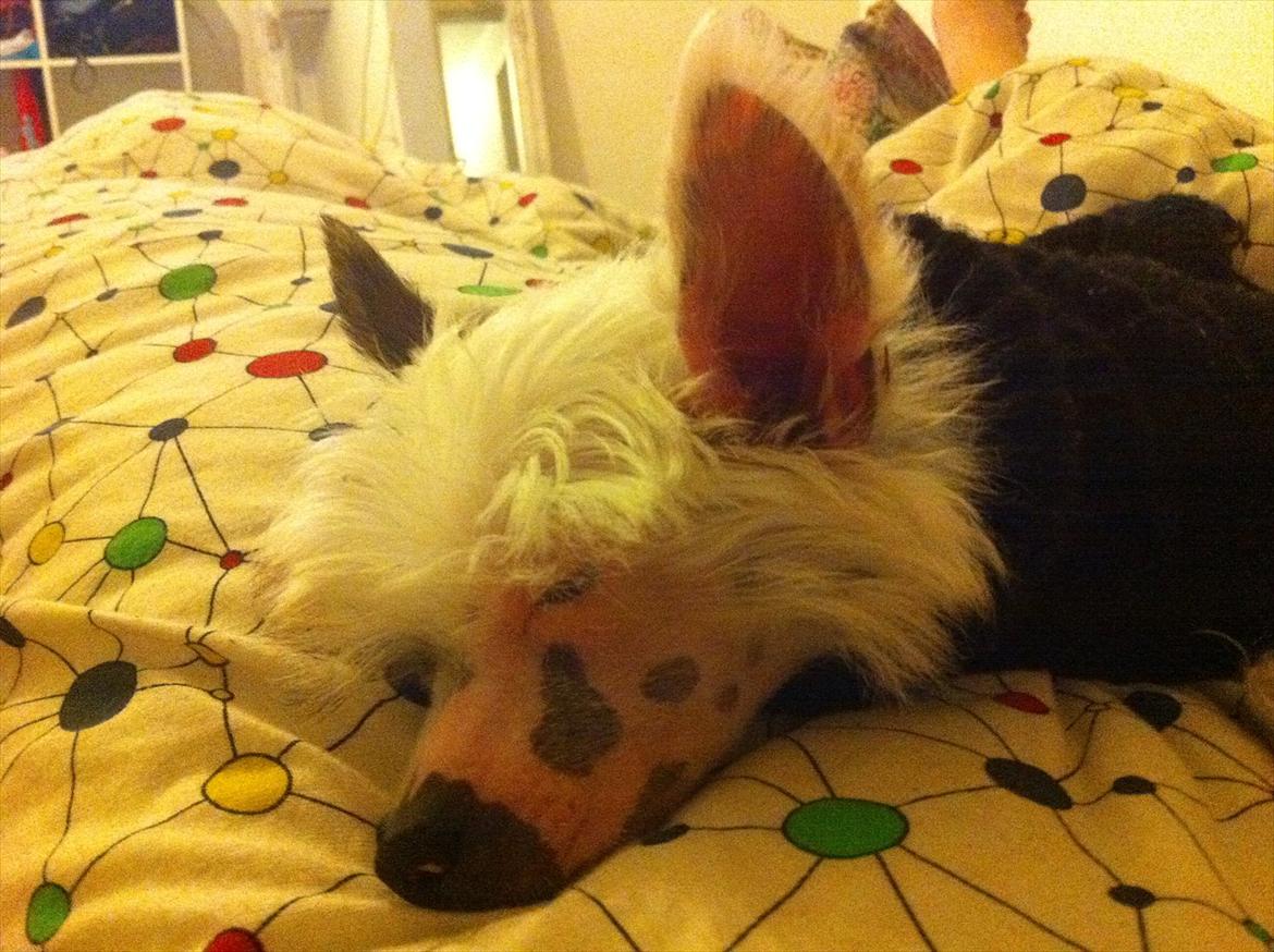 Chinese crested hårløs Stuart billede 8