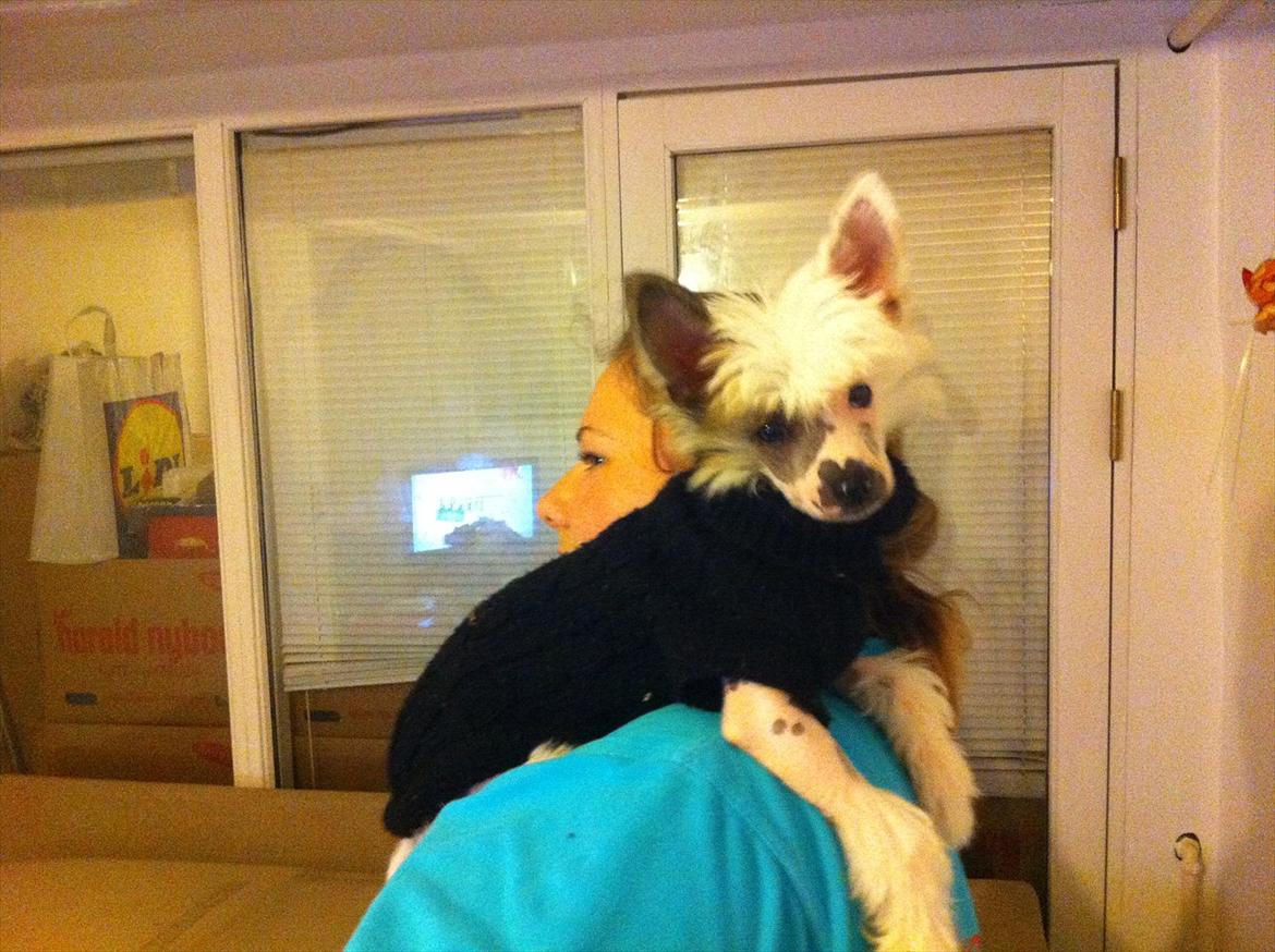 Chinese crested hårløs Stuart billede 9