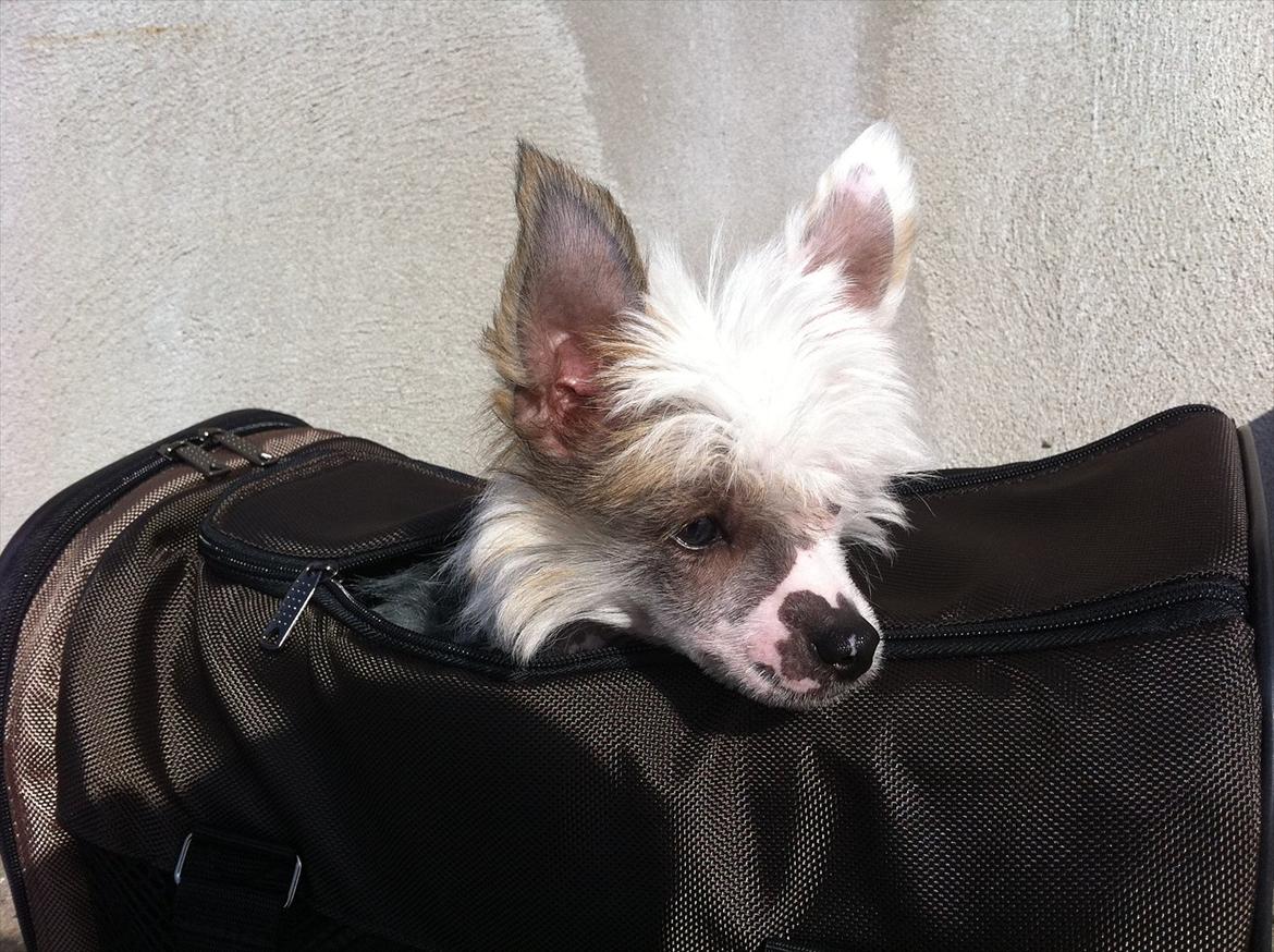 Chinese crested hårløs Stuart billede 10