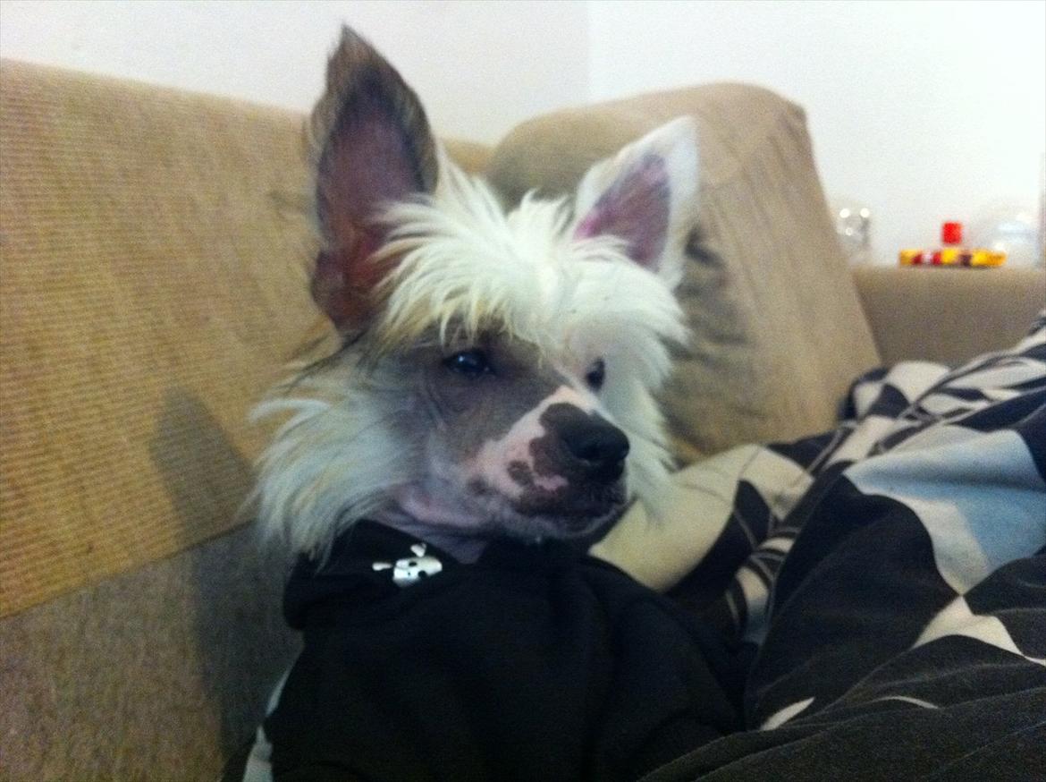 Chinese crested hårløs Stuart billede 11