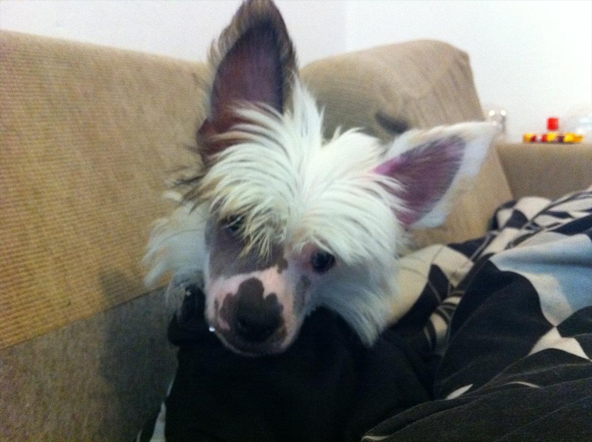 Chinese crested hårløs Stuart billede 12