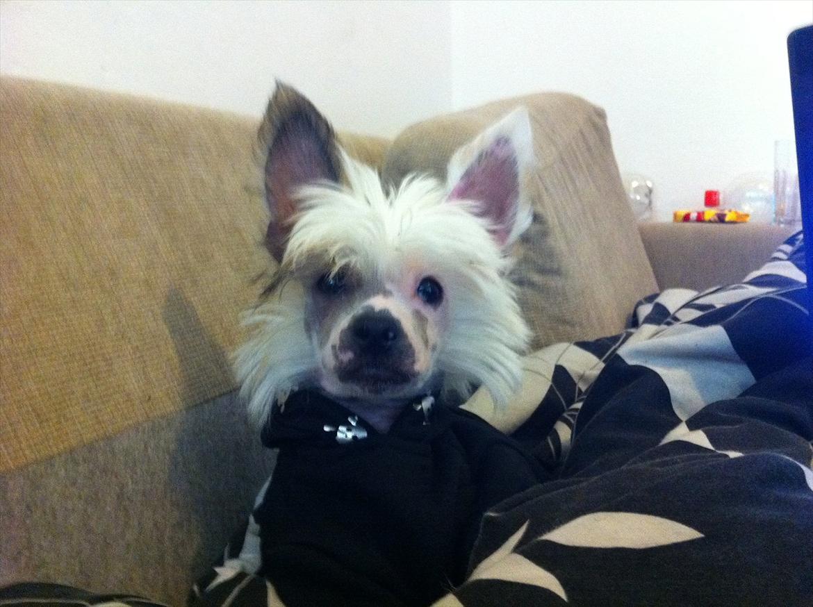 Chinese crested hårløs Stuart billede 13