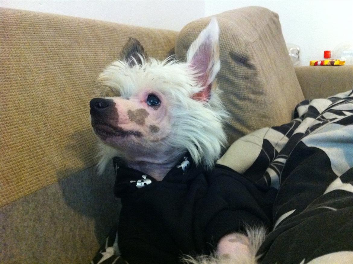 Chinese crested hårløs Stuart billede 14