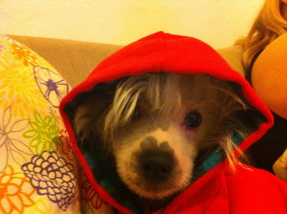 Chinese crested hårløs Stuart billede 15