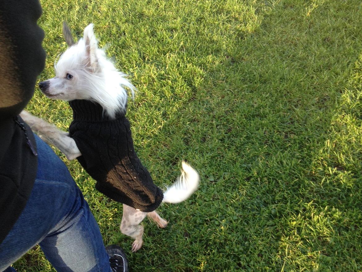 Chinese crested hårløs Stuart billede 16