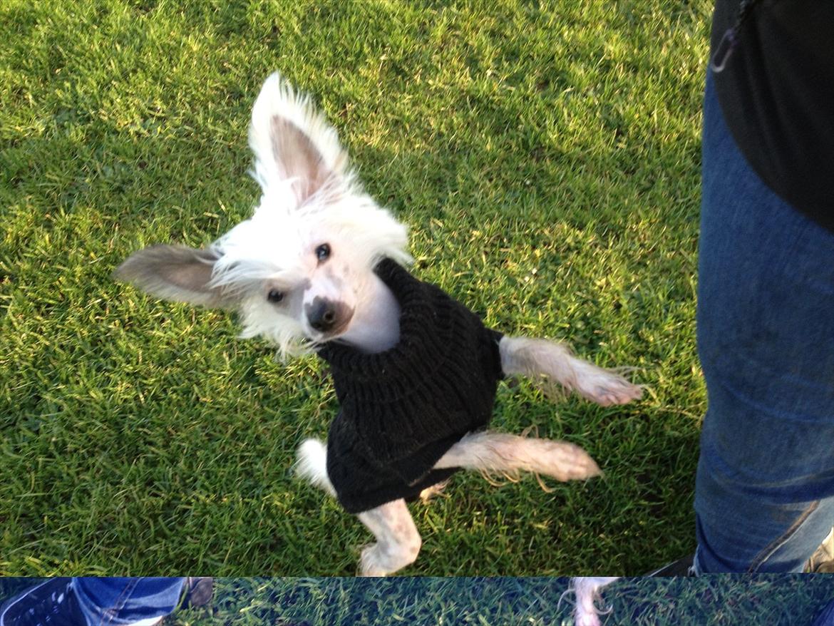 Chinese crested hårløs Stuart billede 17