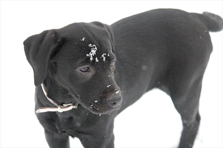 Labrador retriever Kimmie - Velkommen til Kimmies profil :-) Billedet er taget af CHS-photo billede 12
