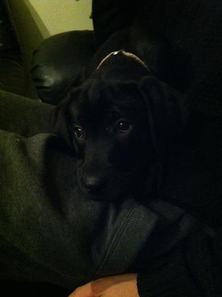 Labrador retriever Kimmie - Kimmie den første aften hos os. Lidt nervøs, men gik hurtigt over! billede 13