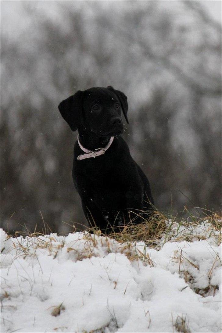 Labrador retriever Kimmie - Kimmie i sneen. Billedet er taget af CHS-photo billede 14