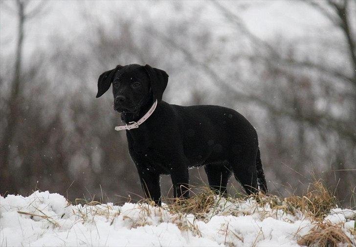 Labrador retriever Kimmie - "Der er en god udsigt heroppe fra" Billedet er taget af CHS-photo billede 15