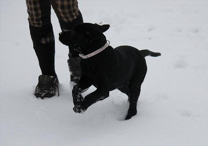 Labrador retriever Kimmie - "Skal vi lege?" Billedet er taget af CHS-photo billede 17