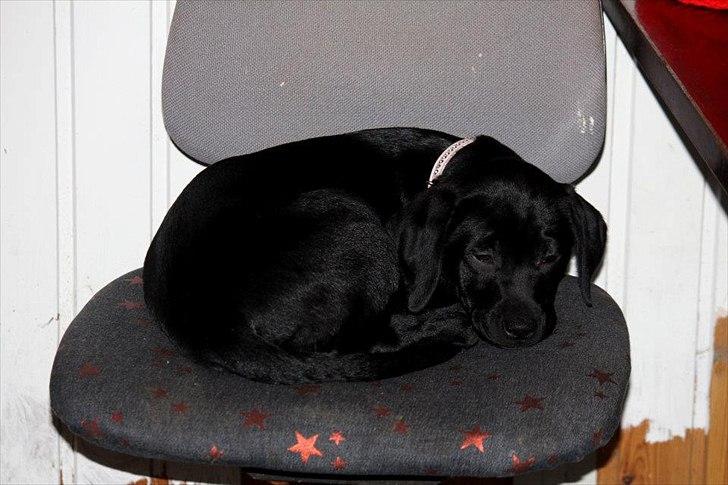 Labrador retriever Kimmie - Første gang med på rideskolen. Var meget træt til sidst, og lagde der og sov imens jeg gjorde det jeg skulle. Billedet er taget af CHS-photo billede 18