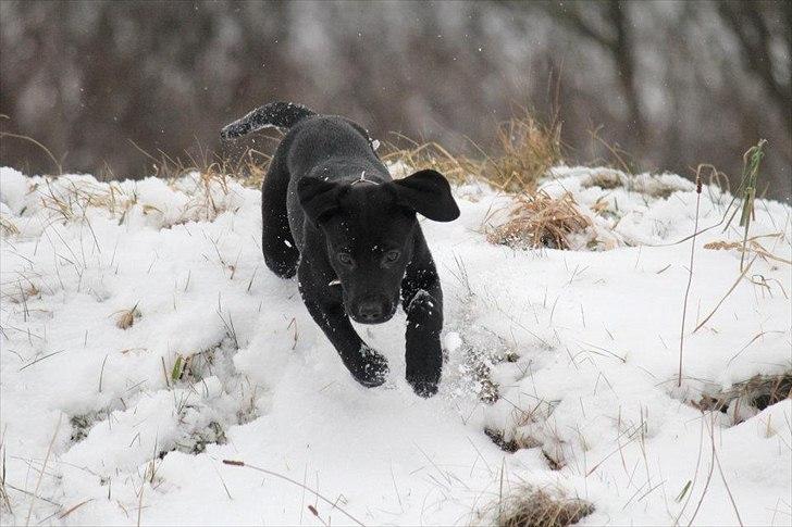 Labrador retriever Kimmie - "Nu kommer jeg!" Billedet er taget af CHS-photo billede 19