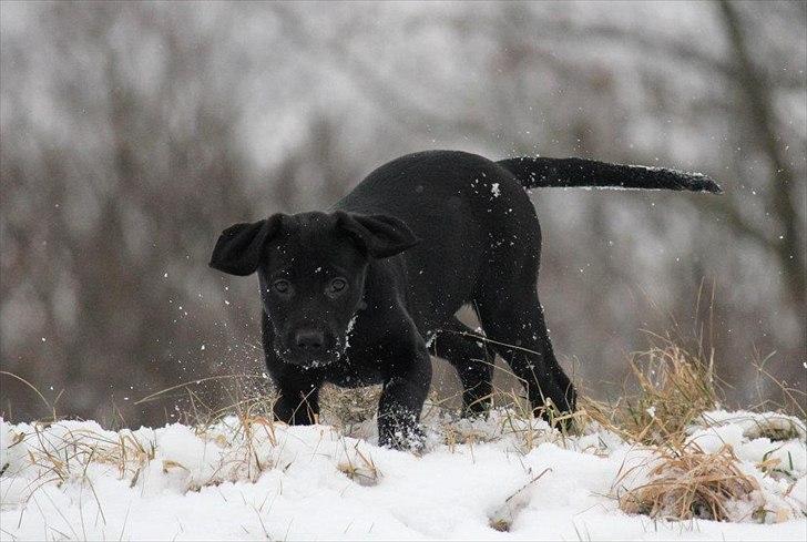 Labrador retriever Kimmie - "Uha, der er langt ned!" Billedet er taget af CHS-photo billede 20
