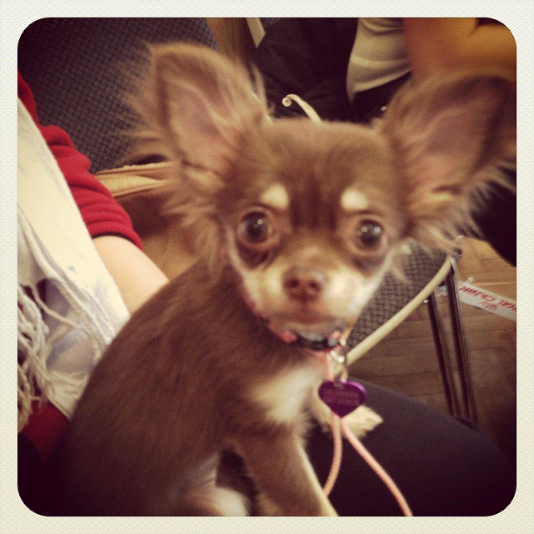 Chihuahua Mocca billede 17