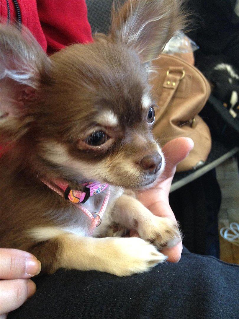 Chihuahua Mocca billede 18