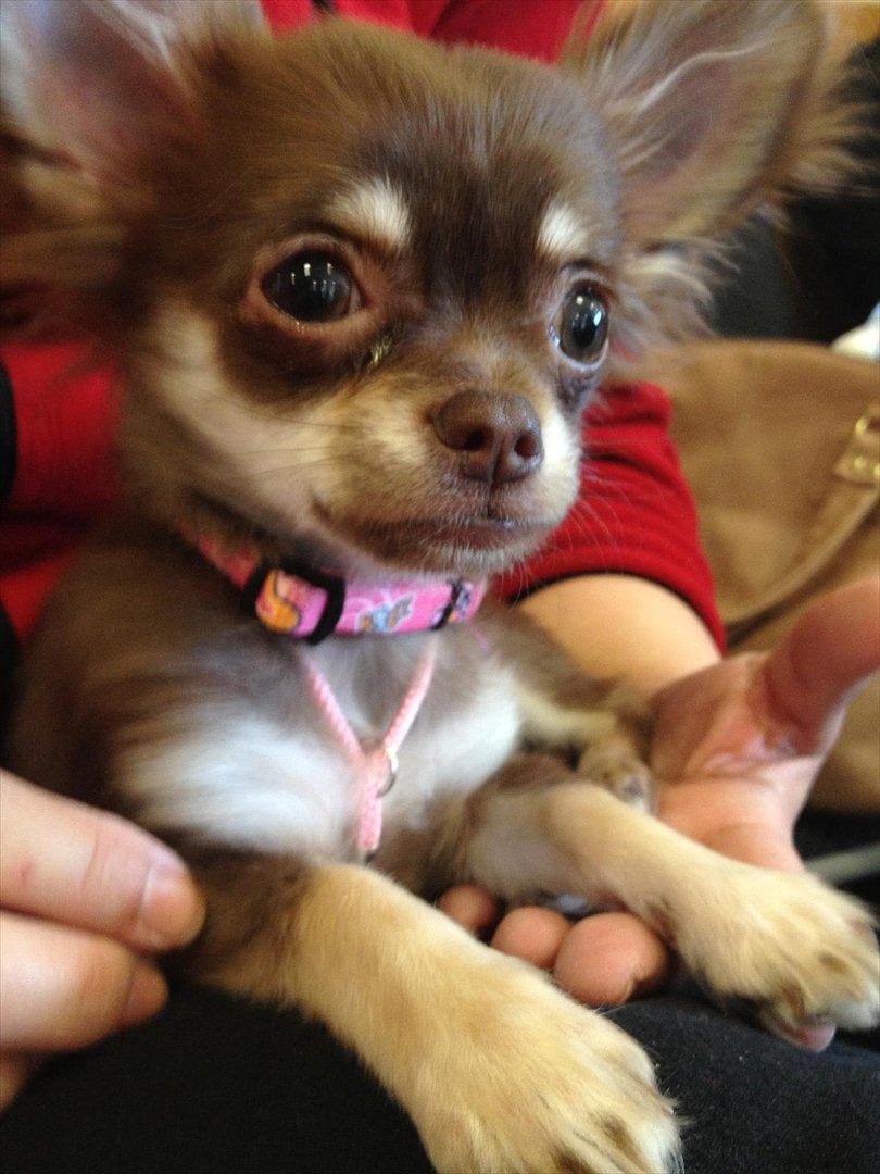 Chihuahua Mocca billede 19