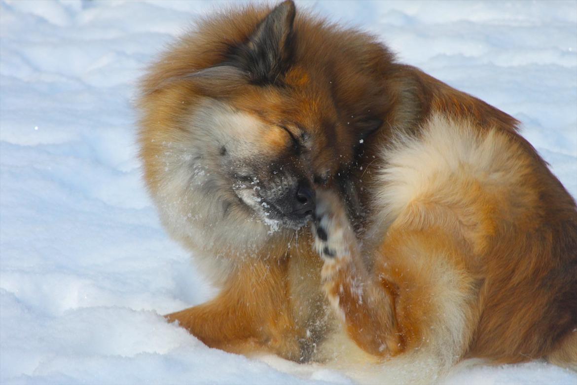Eurasier Vænget's Call Me Lucky - Februar 2012 billede 16
