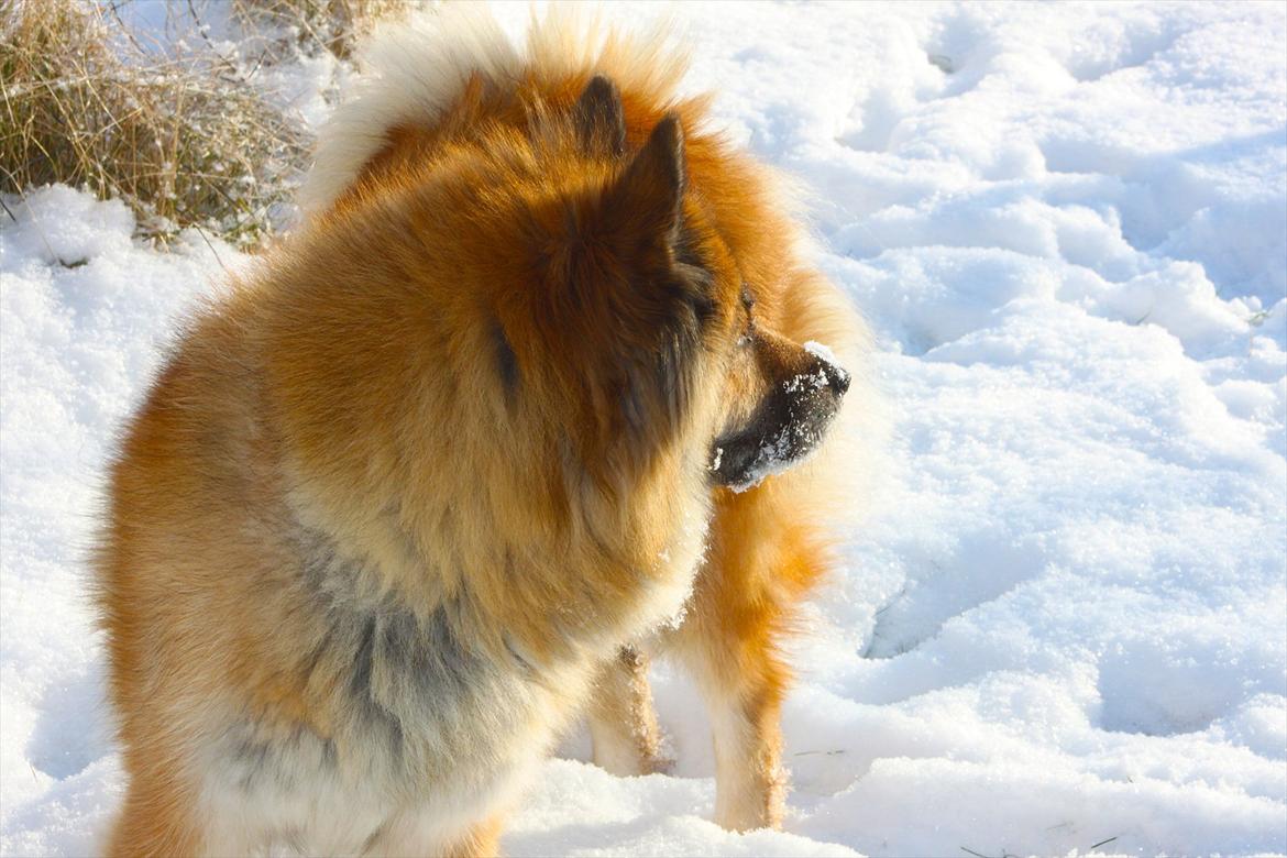 Eurasier Vænget's Call Me Lucky - Februar 2012 billede 17