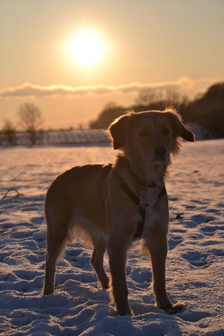 Golden retriever Sif billede 13