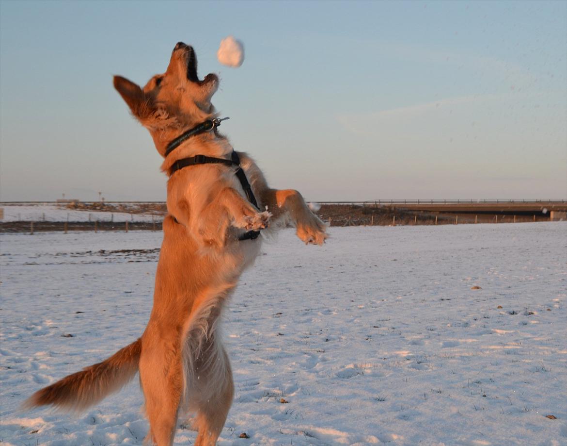 Golden retriever Sif billede 3