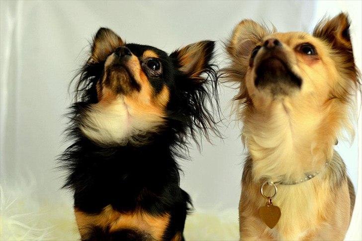 Chihuahua Alaia billede 7