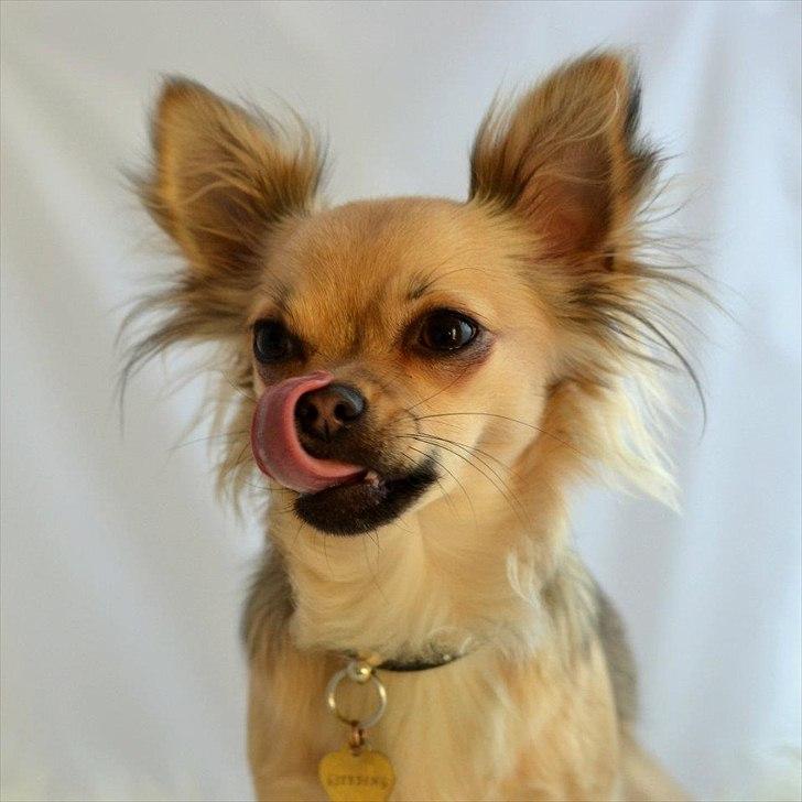 Chihuahua Alaia billede 8