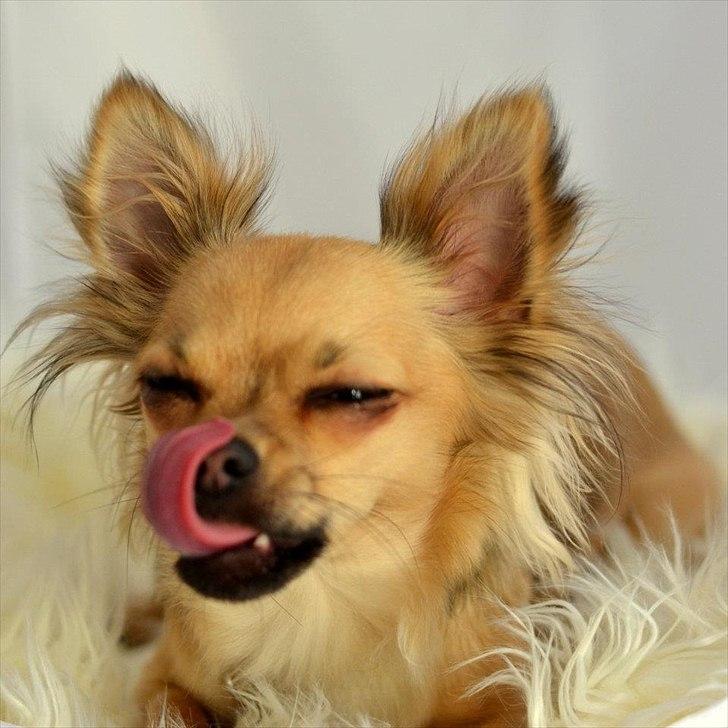 Chihuahua Alaia billede 9