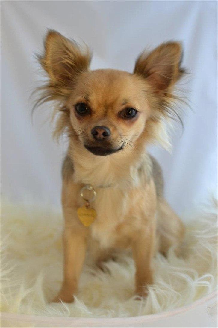 Chihuahua Alaia billede 10