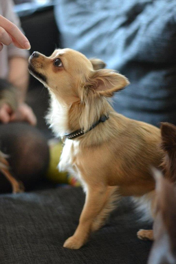 Chihuahua Alaia billede 11